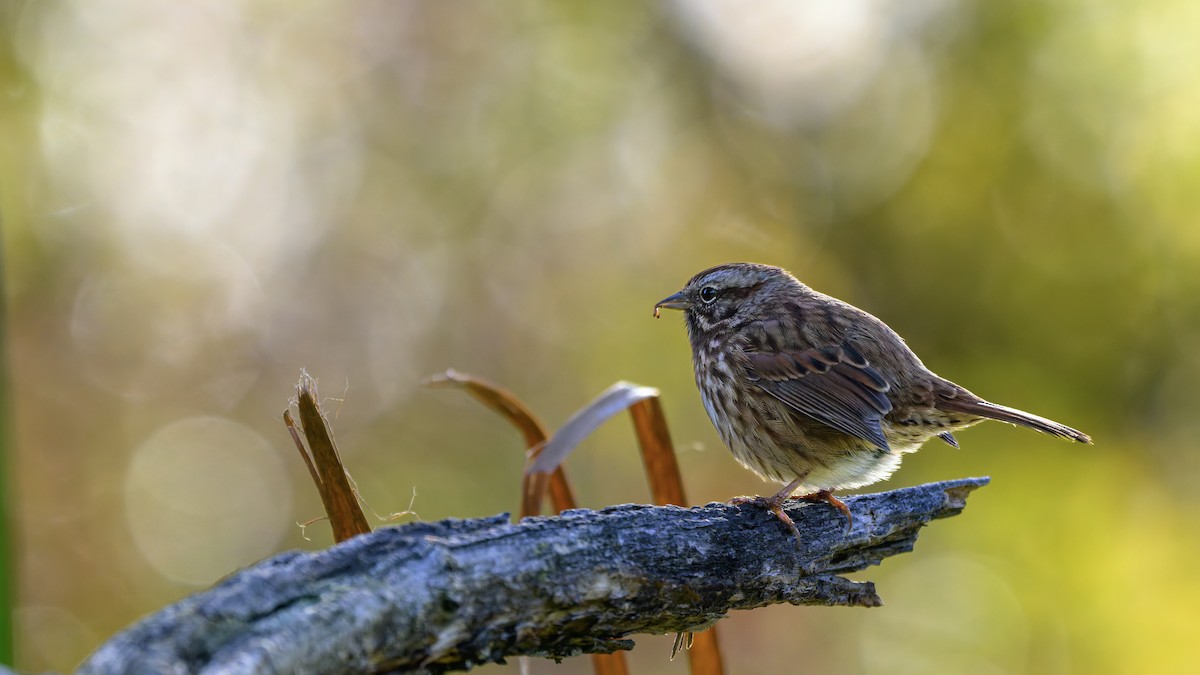 Song Sparrow - ML646680292