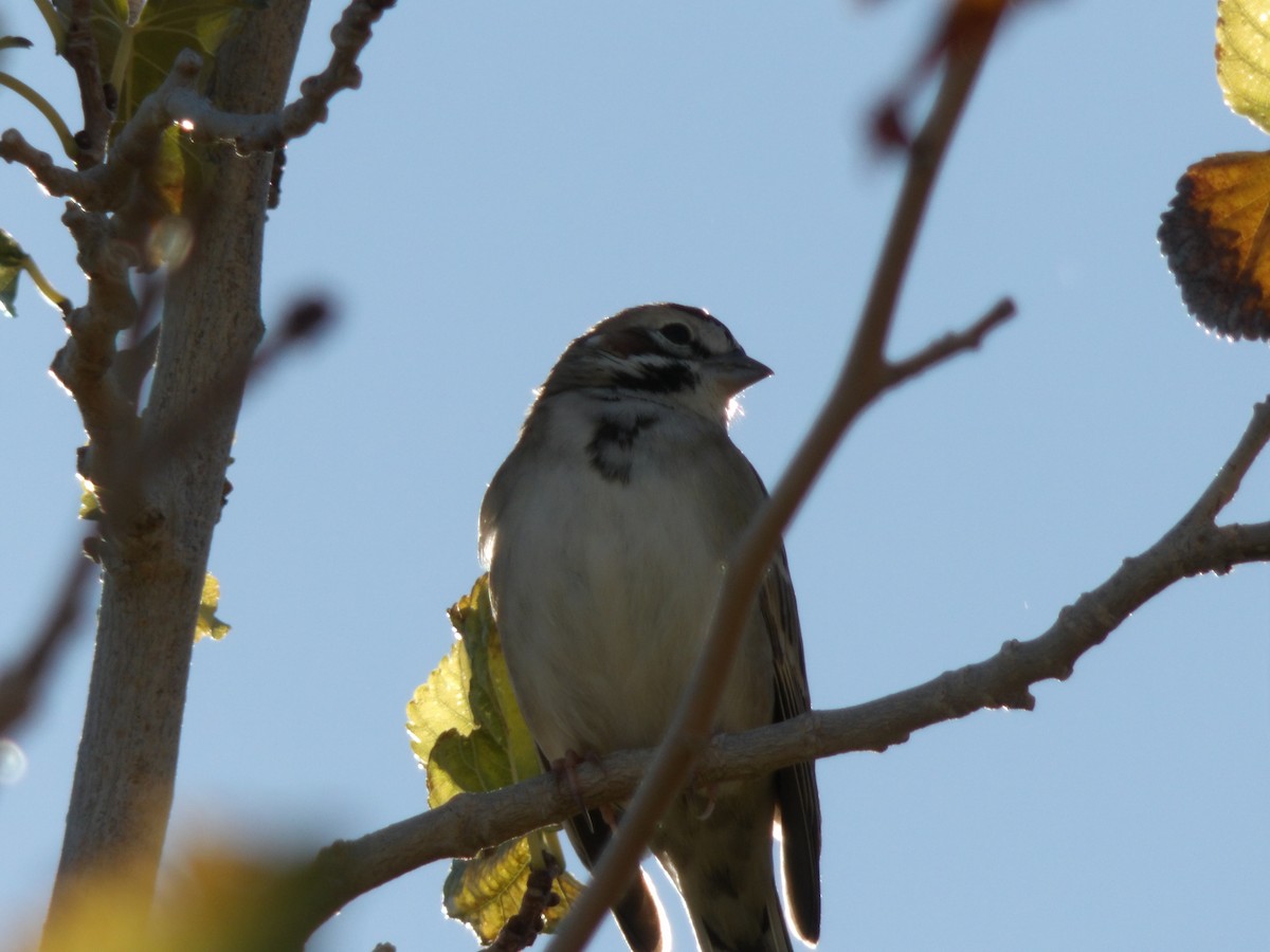 Lark Sparrow - ML646680294