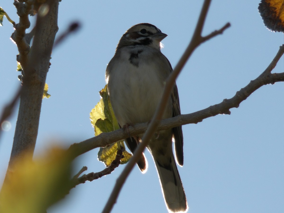 Lark Sparrow - ML646680295