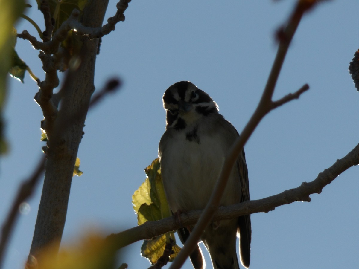 Lark Sparrow - ML646680296