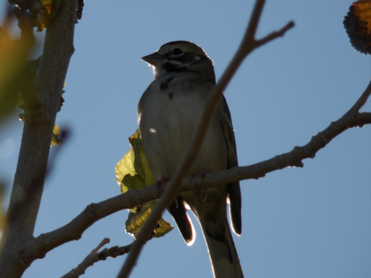 Lark Sparrow - ML646680297