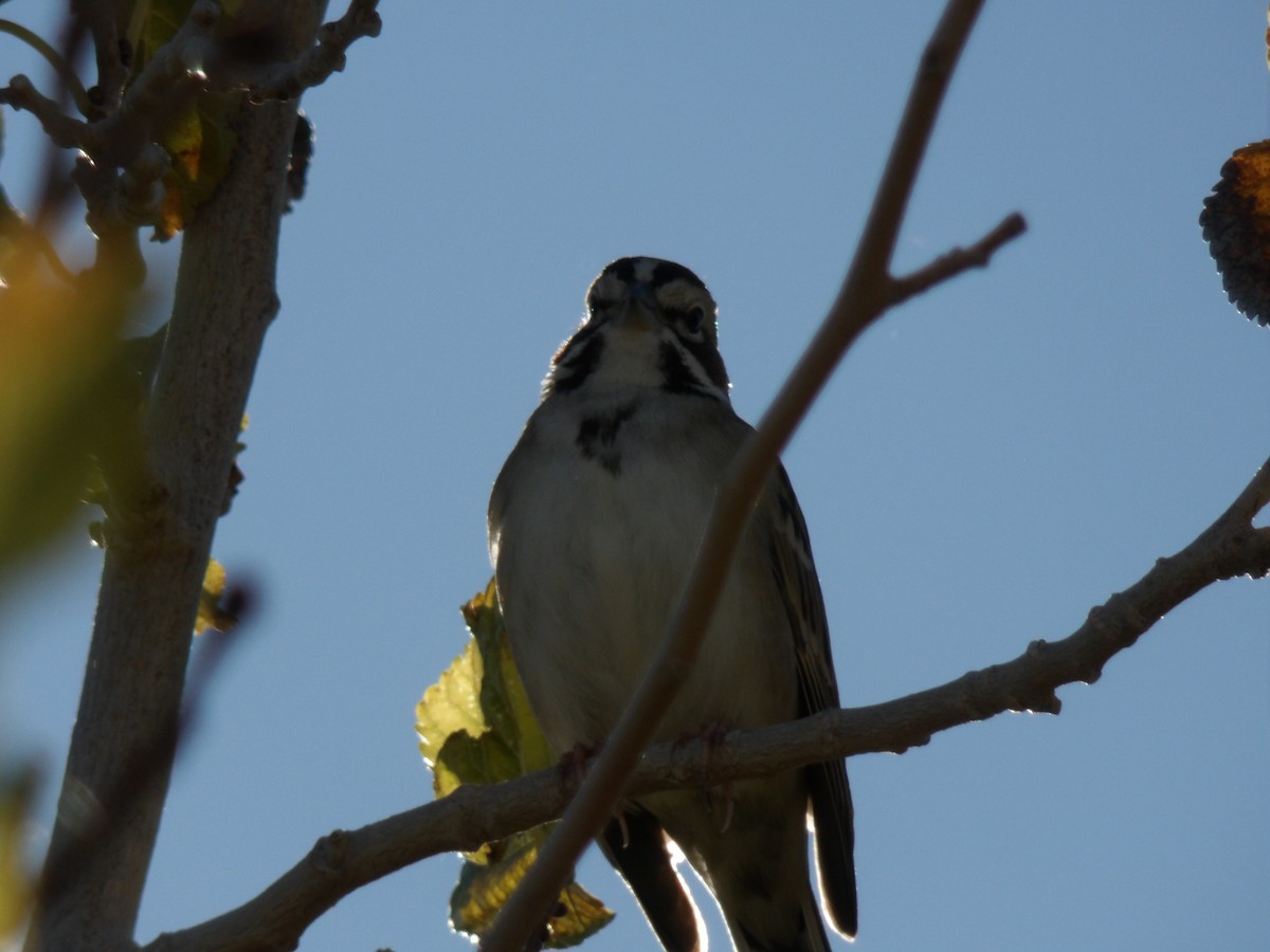 Lark Sparrow - ML646680298