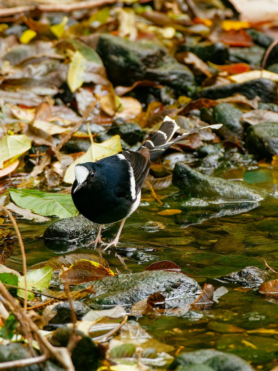 Weißscheitel-Scherenschwanz - ML646680301