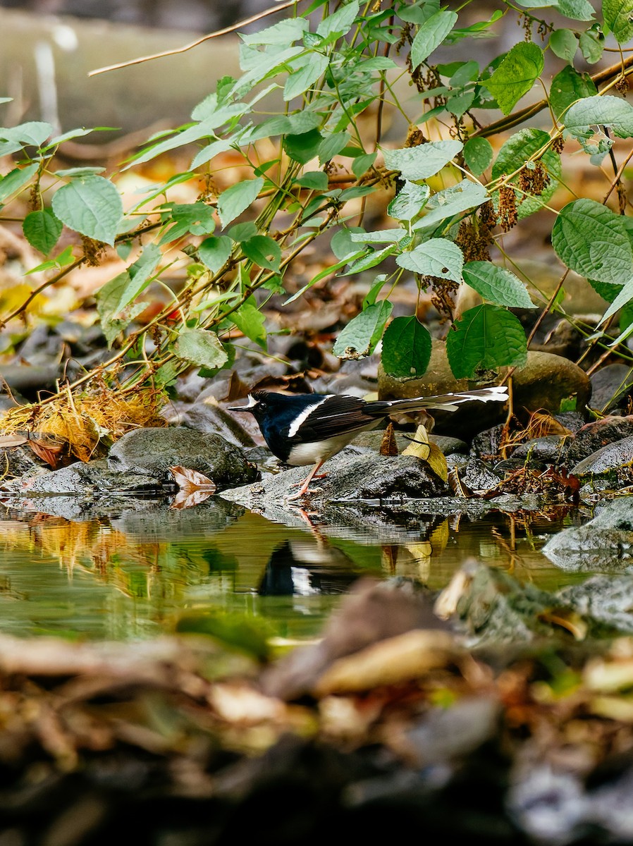 Weißscheitel-Scherenschwanz - ML646680302