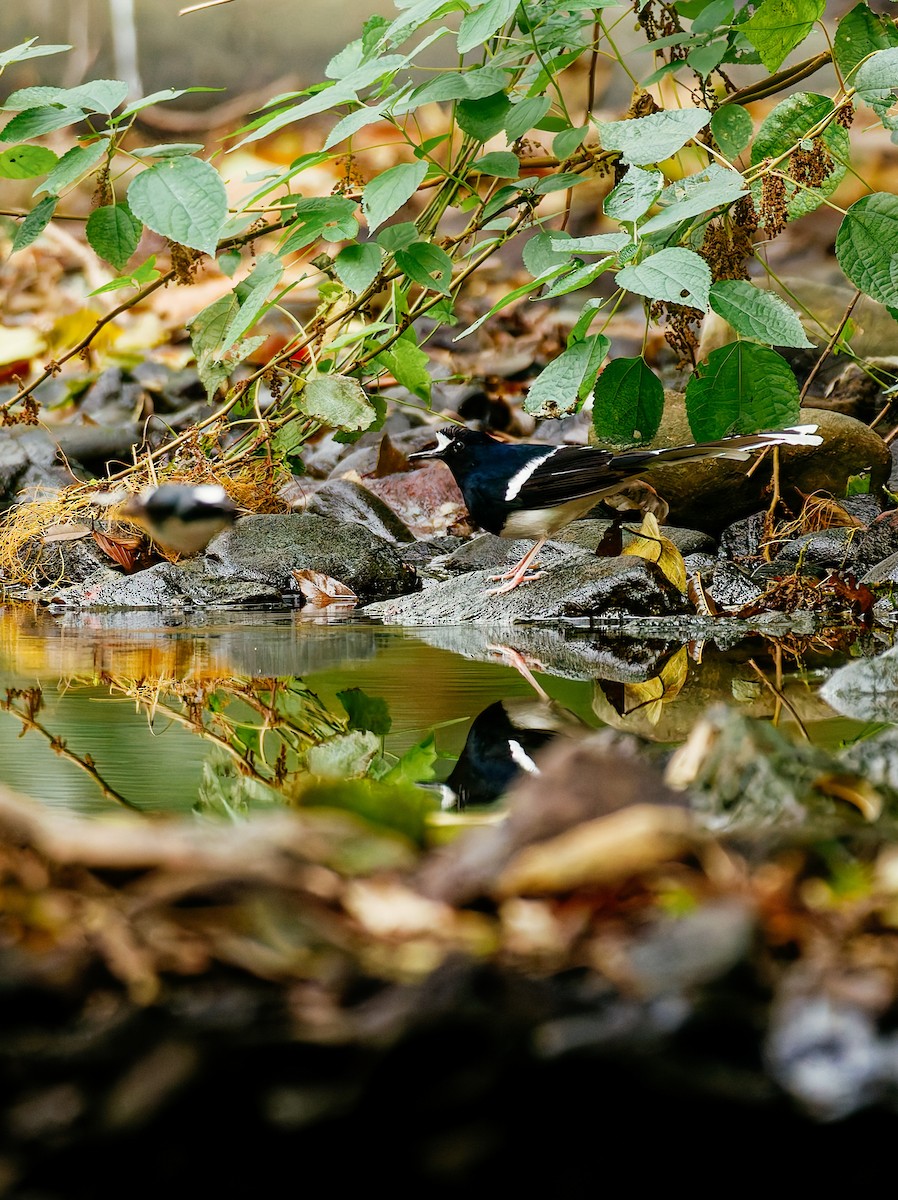 Weißscheitel-Scherenschwanz - ML646680303