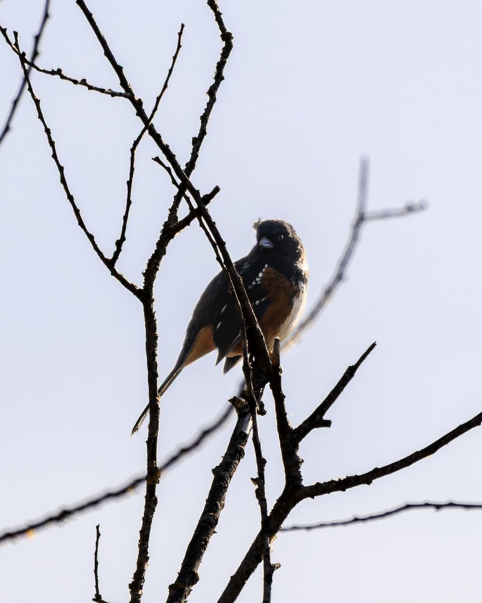 Spotted Towhee - ML646680304