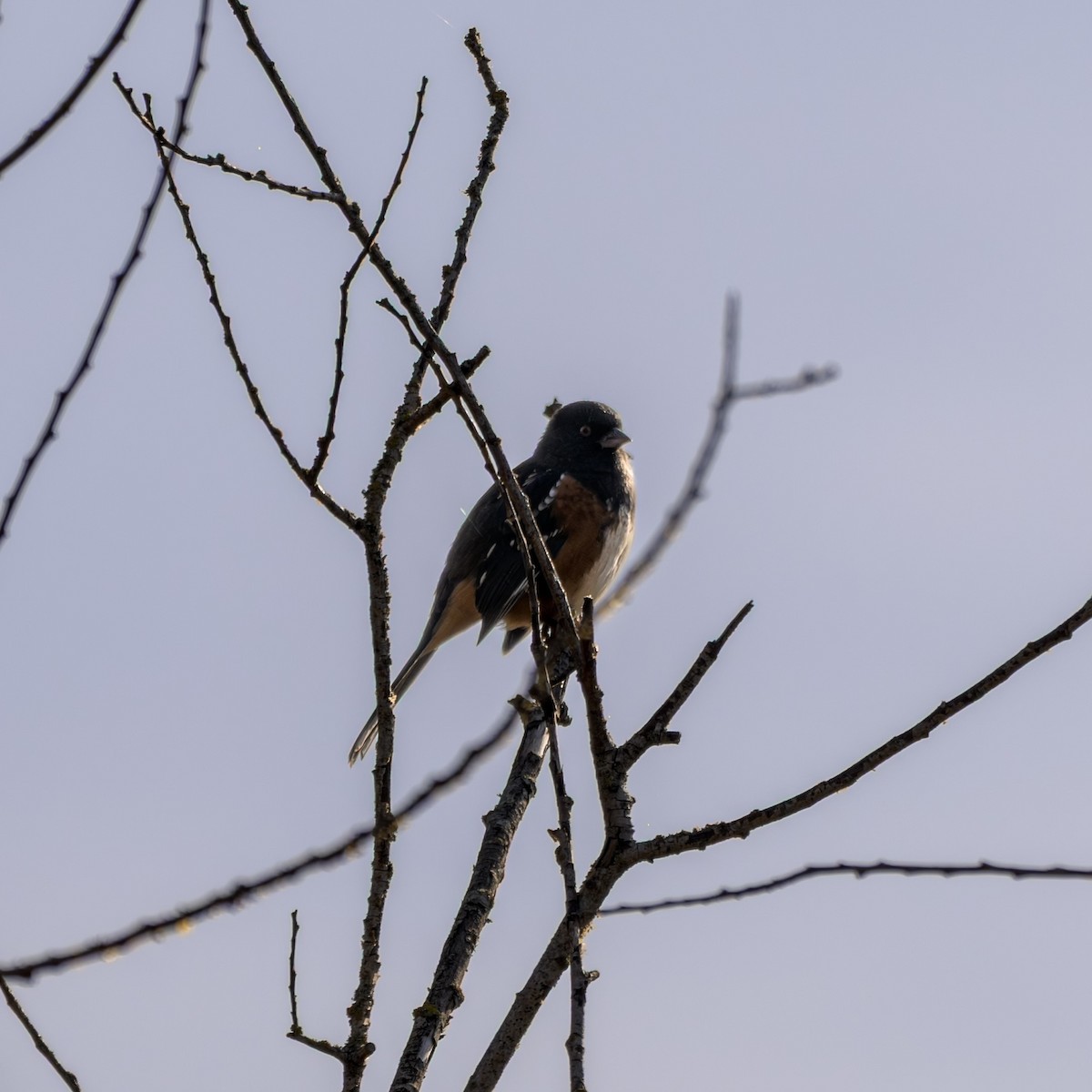 Spotted Towhee - ML646680305