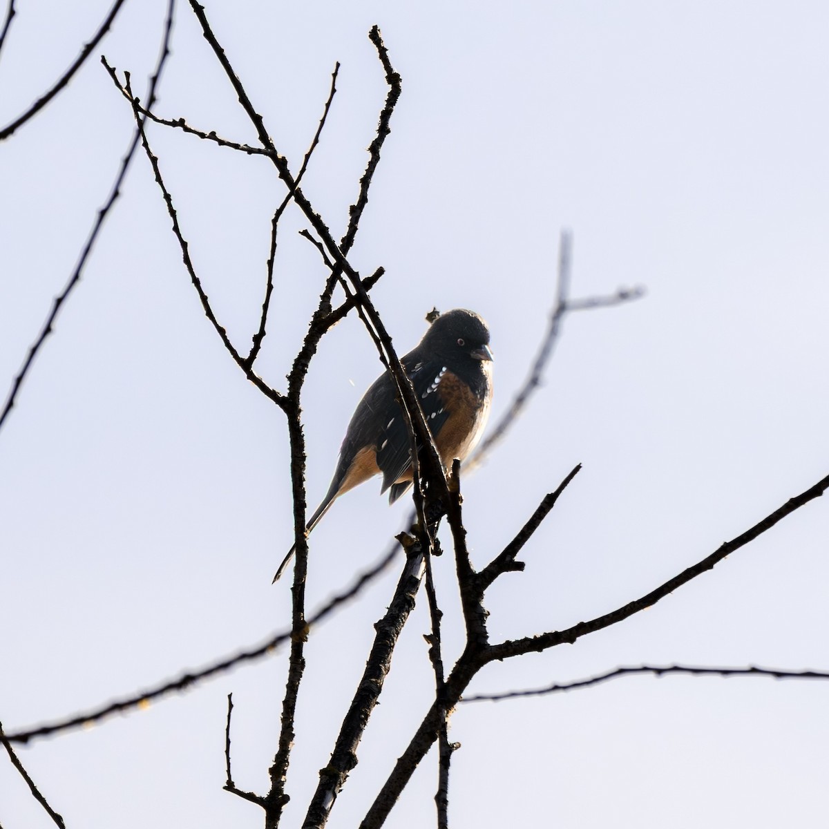 Spotted Towhee - ML646680306