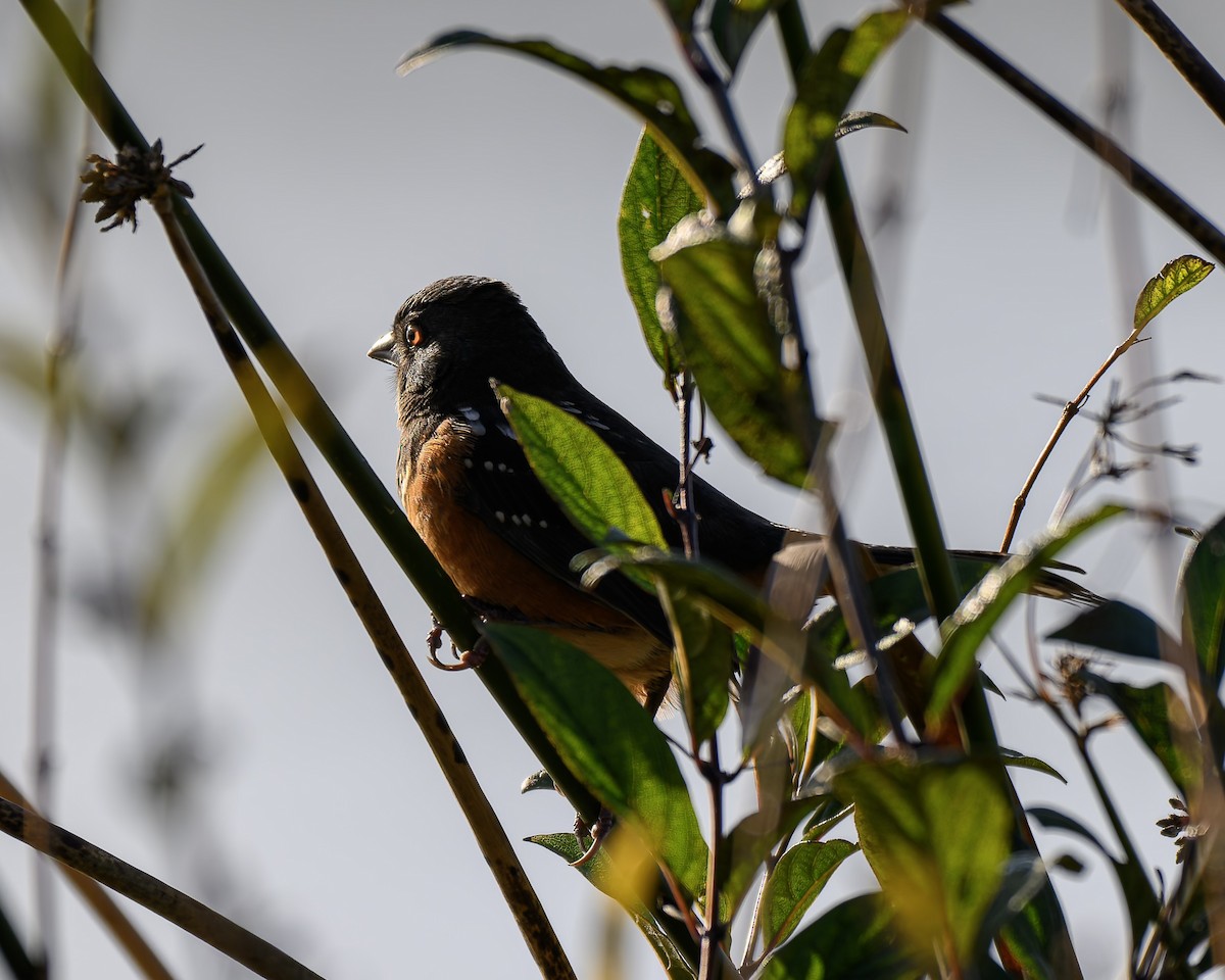 Spotted Towhee - ML646680307