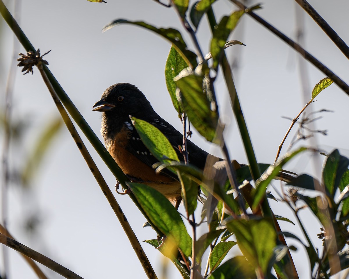 Spotted Towhee - ML646680308