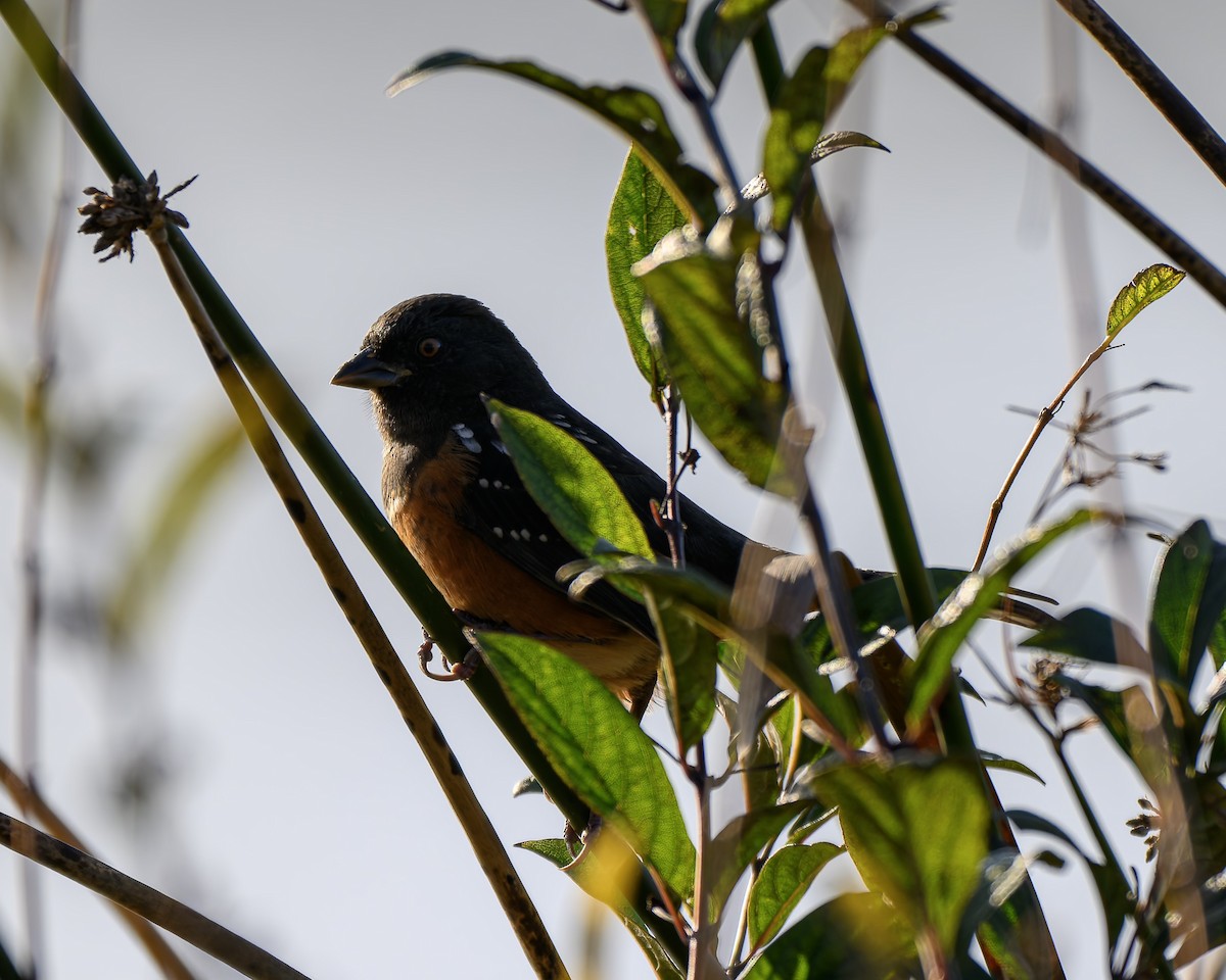 Spotted Towhee - ML646680309