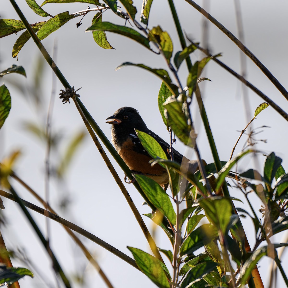 Spotted Towhee - ML646680310