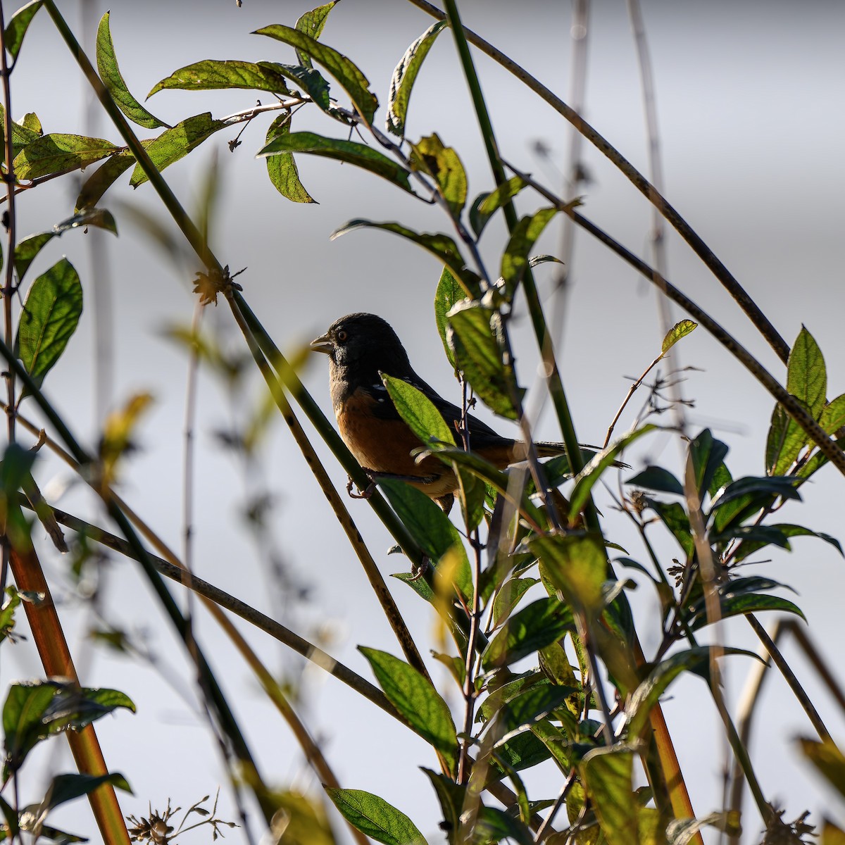 Spotted Towhee - ML646680311