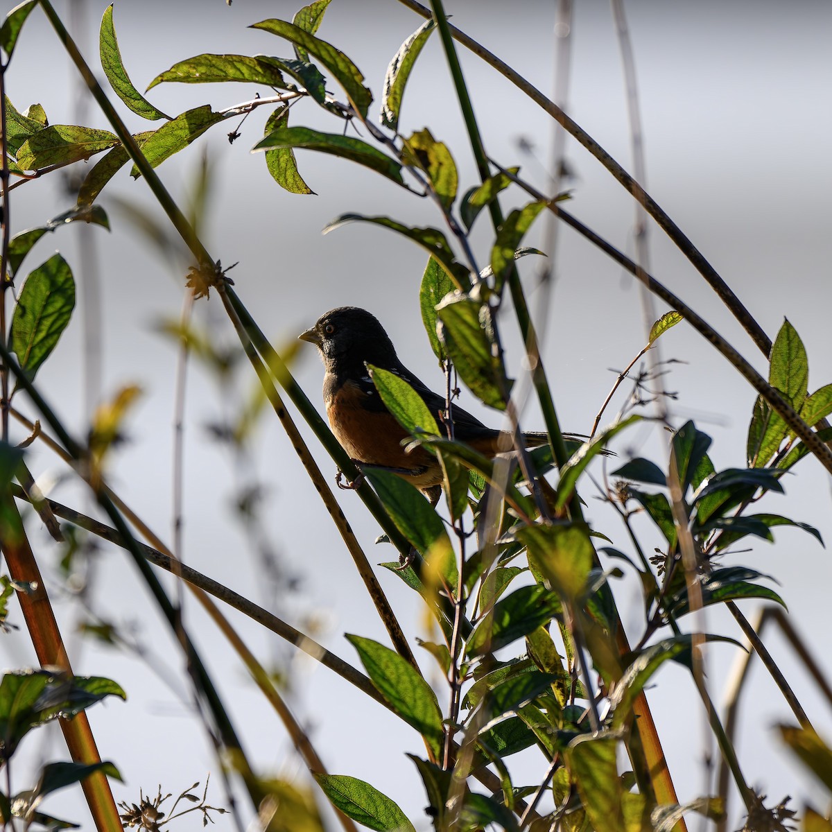 Spotted Towhee - ML646680312