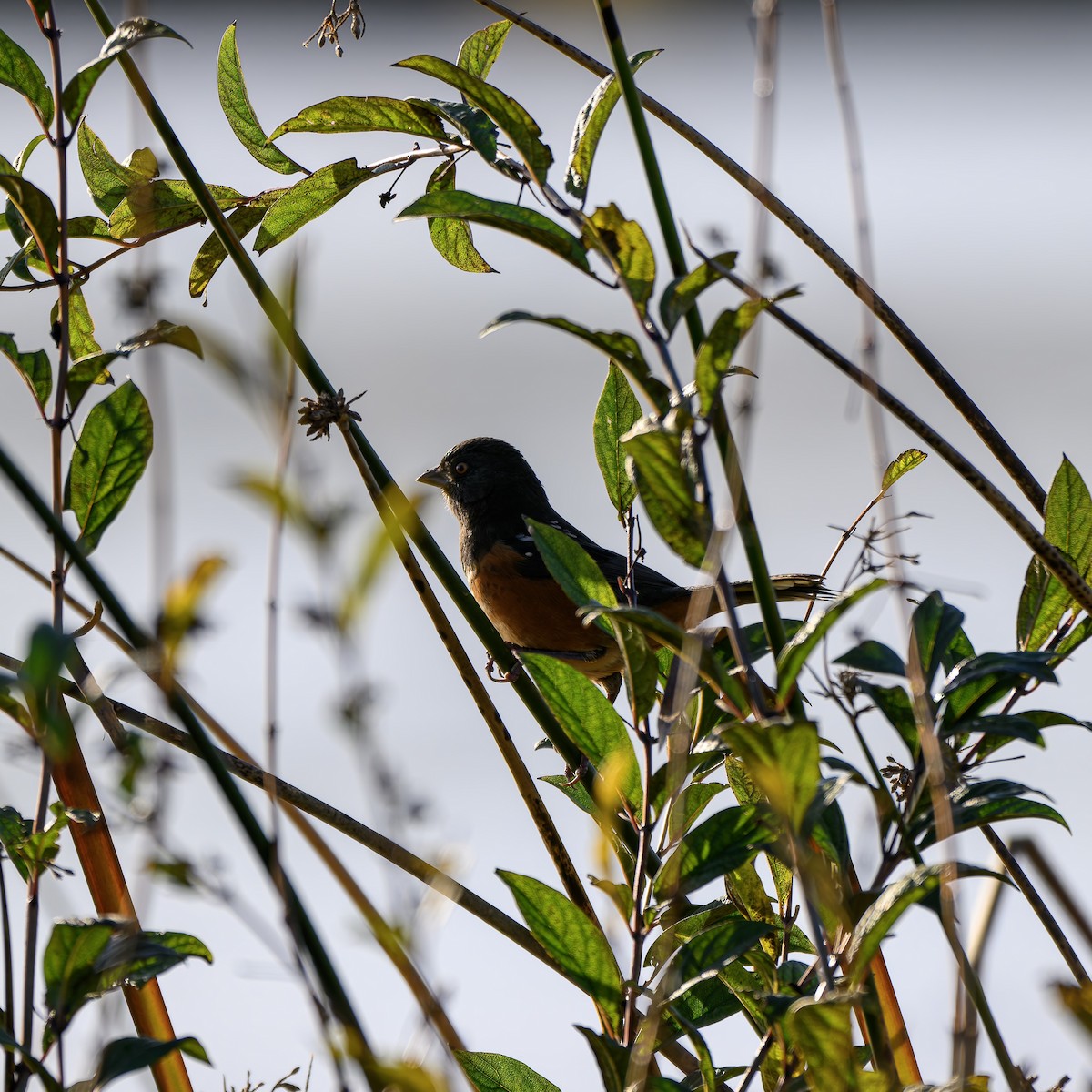 Spotted Towhee - ML646680313