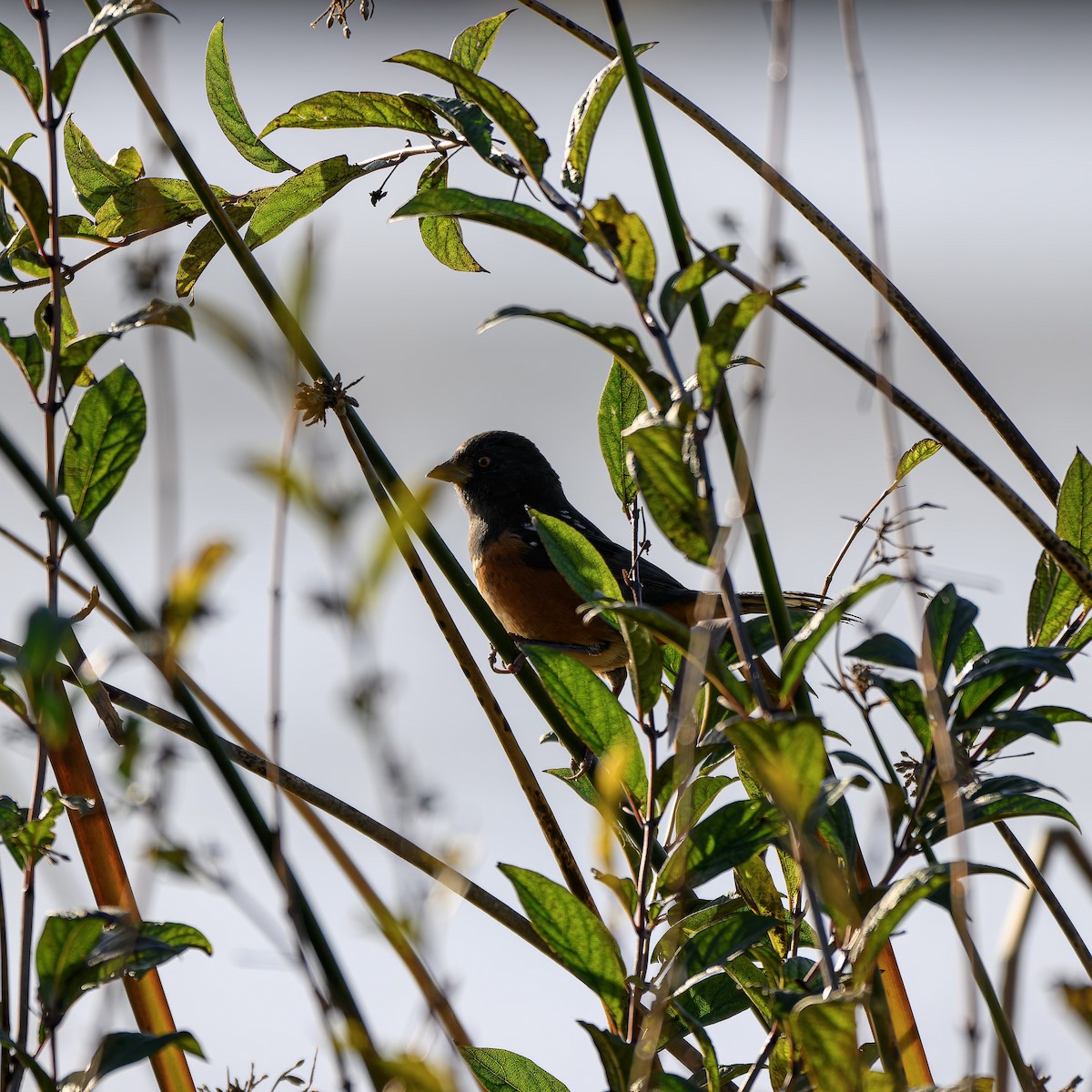 Spotted Towhee - ML646680314