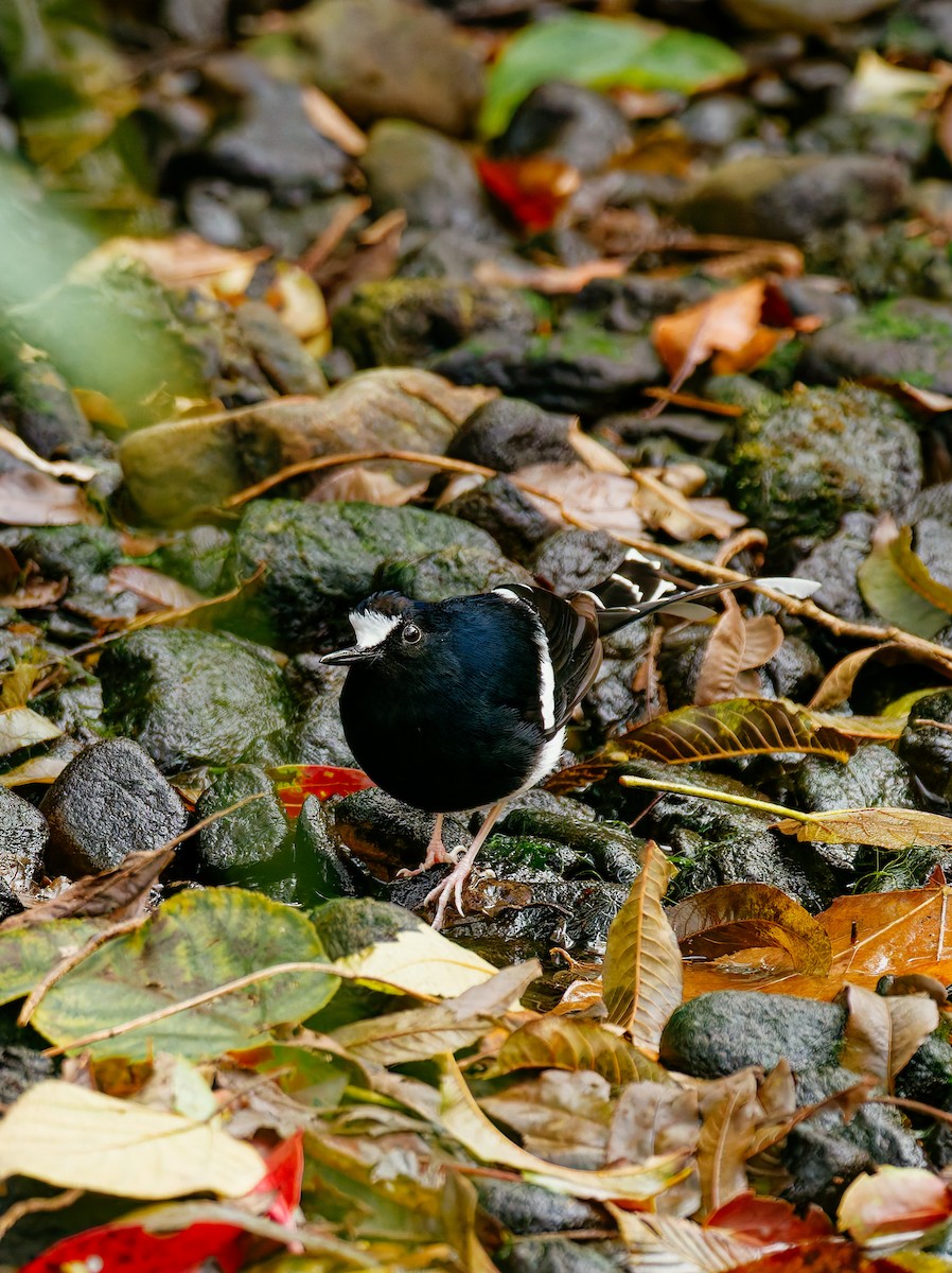 Weißscheitel-Scherenschwanz - ML646680315