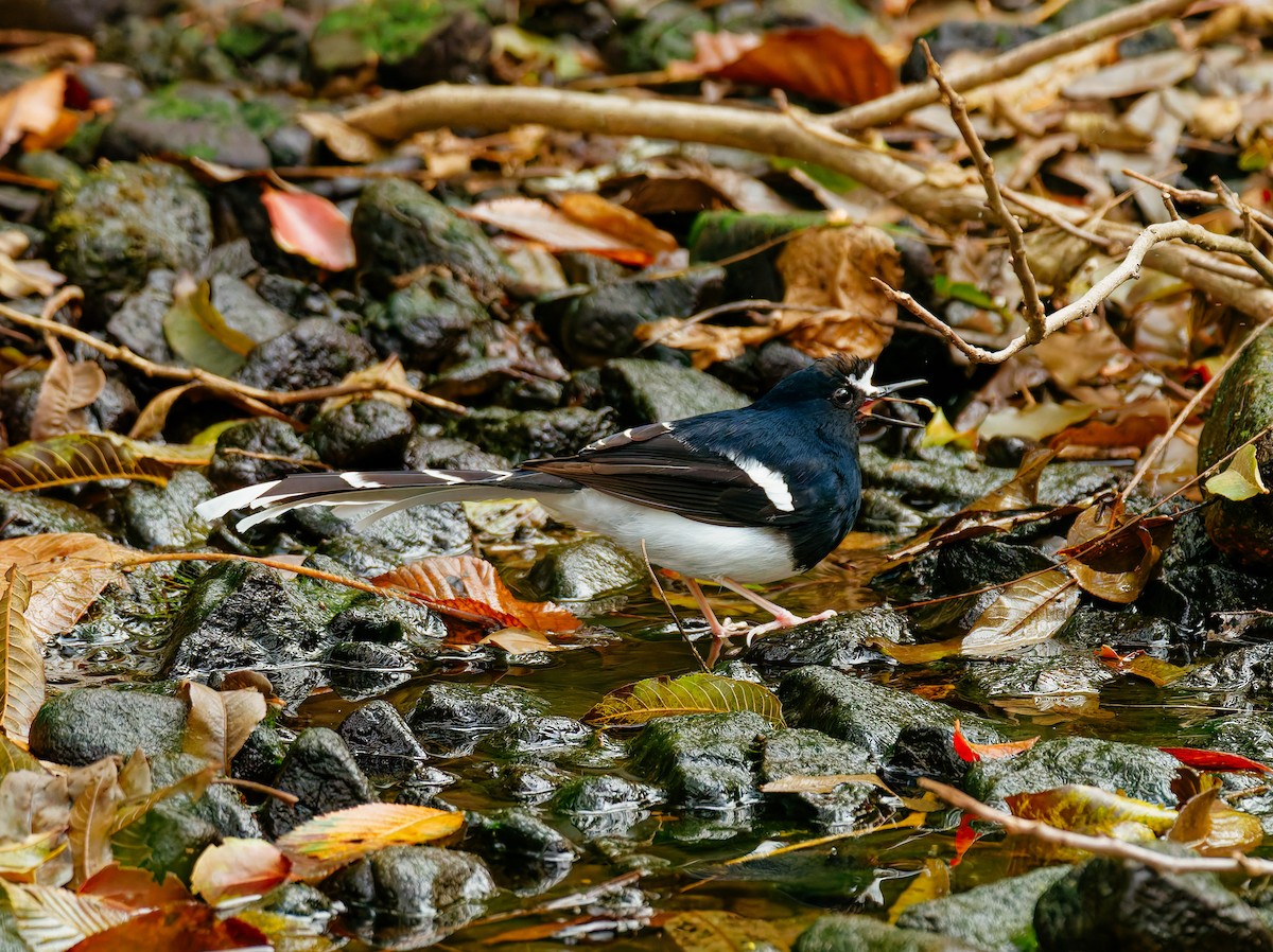 Weißscheitel-Scherenschwanz - ML646680316