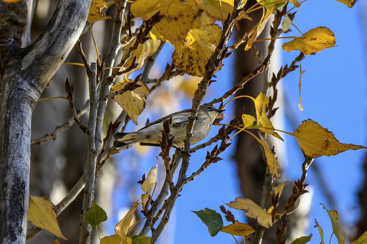 Yellow-rumped Warbler - ML646680319