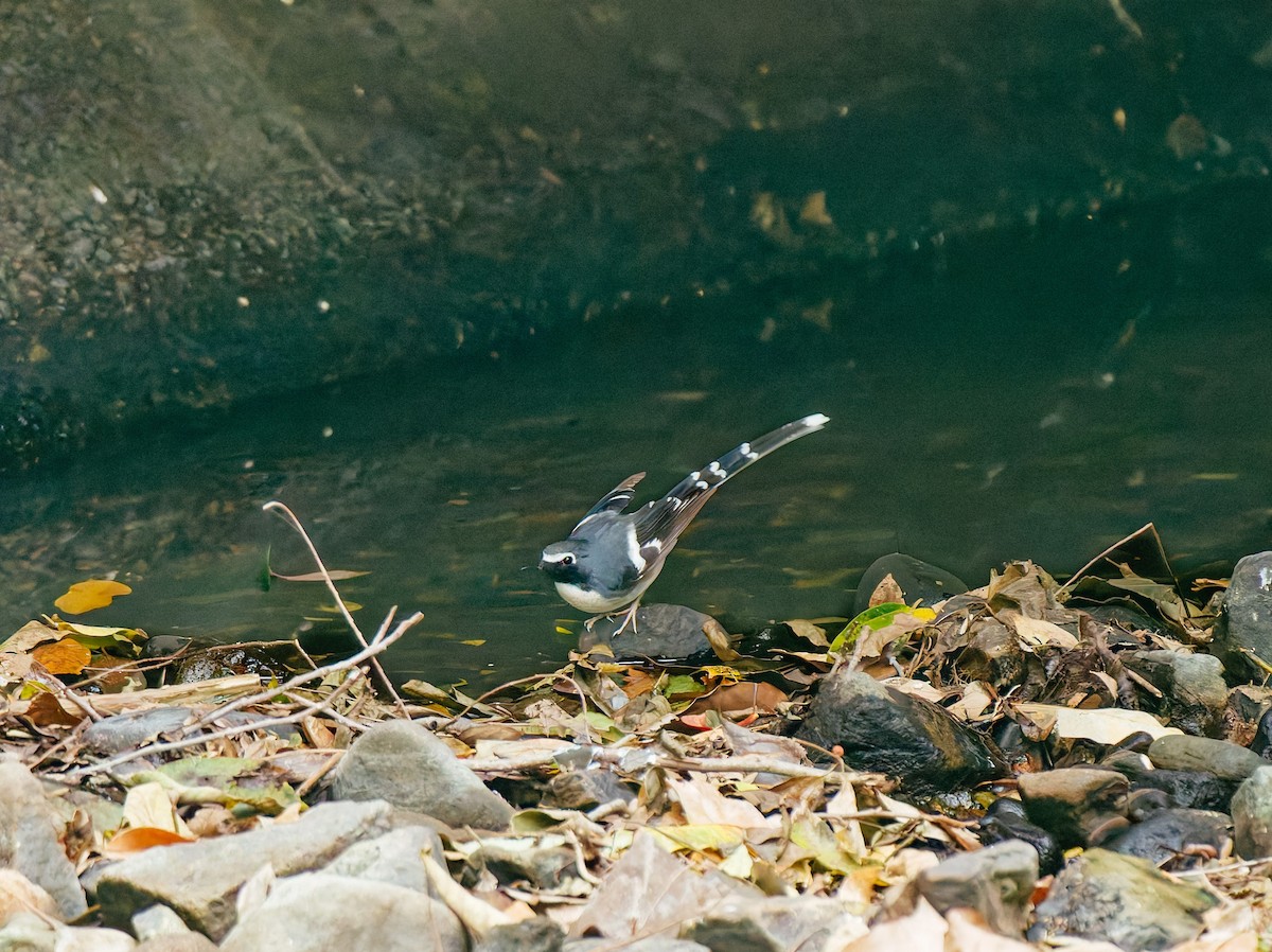 Graurücken-Scherenschwanz - ML646680321