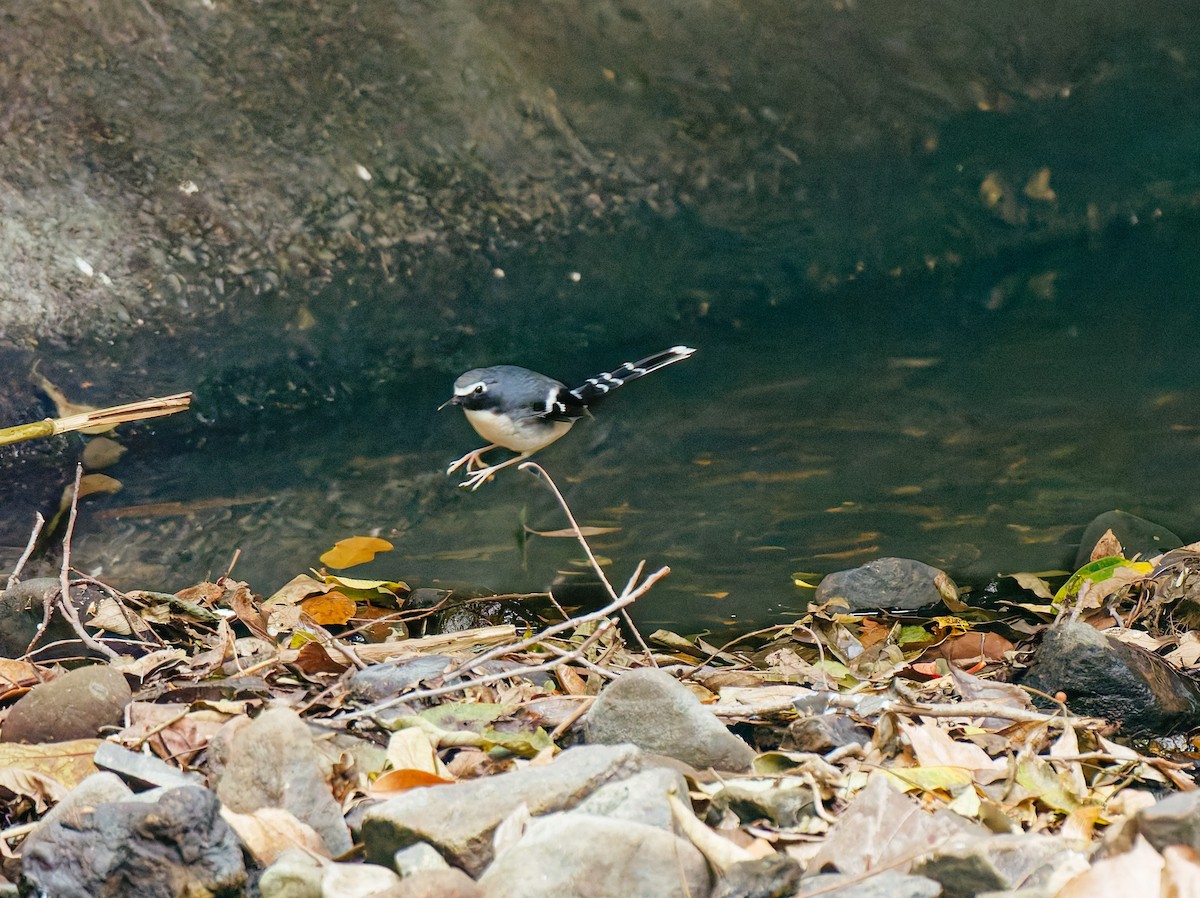 Graurücken-Scherenschwanz - ML646680322