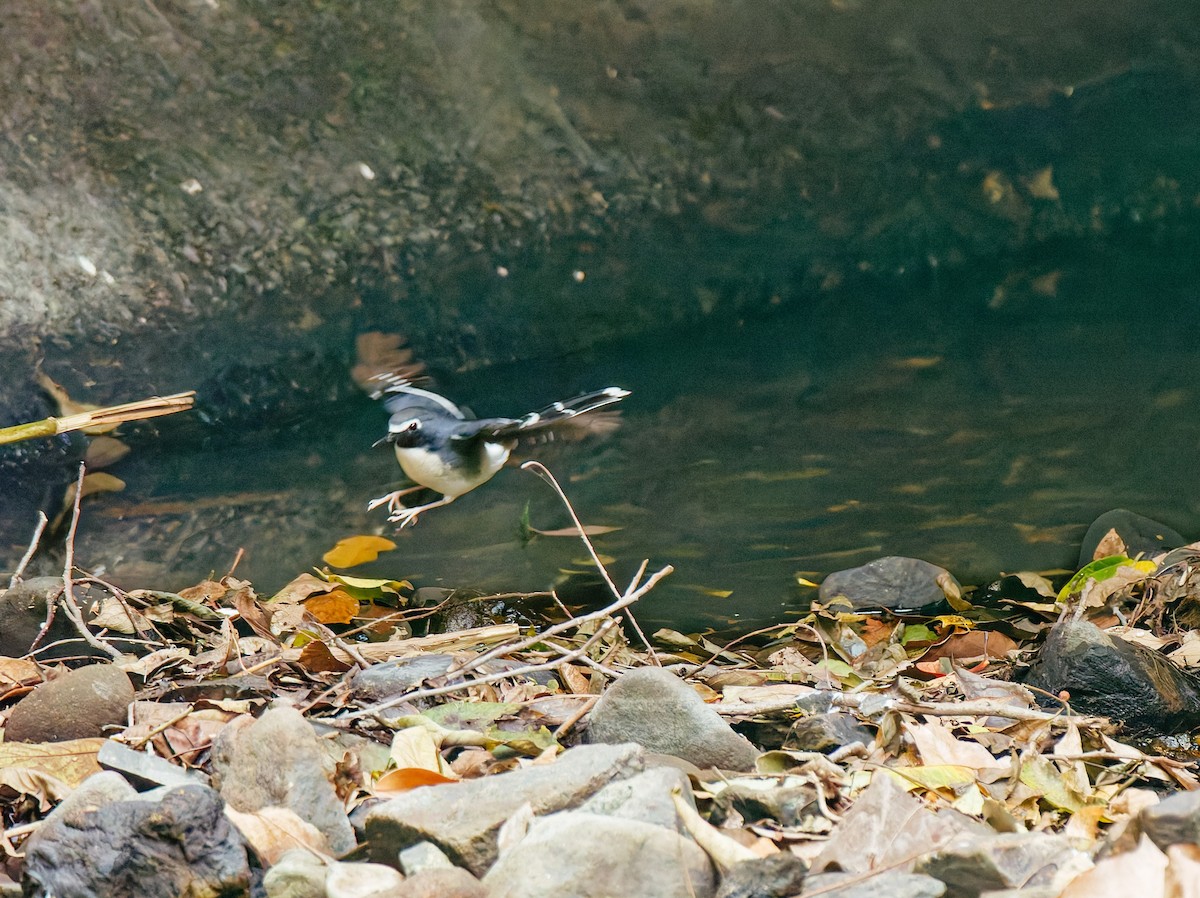 Graurücken-Scherenschwanz - ML646680323