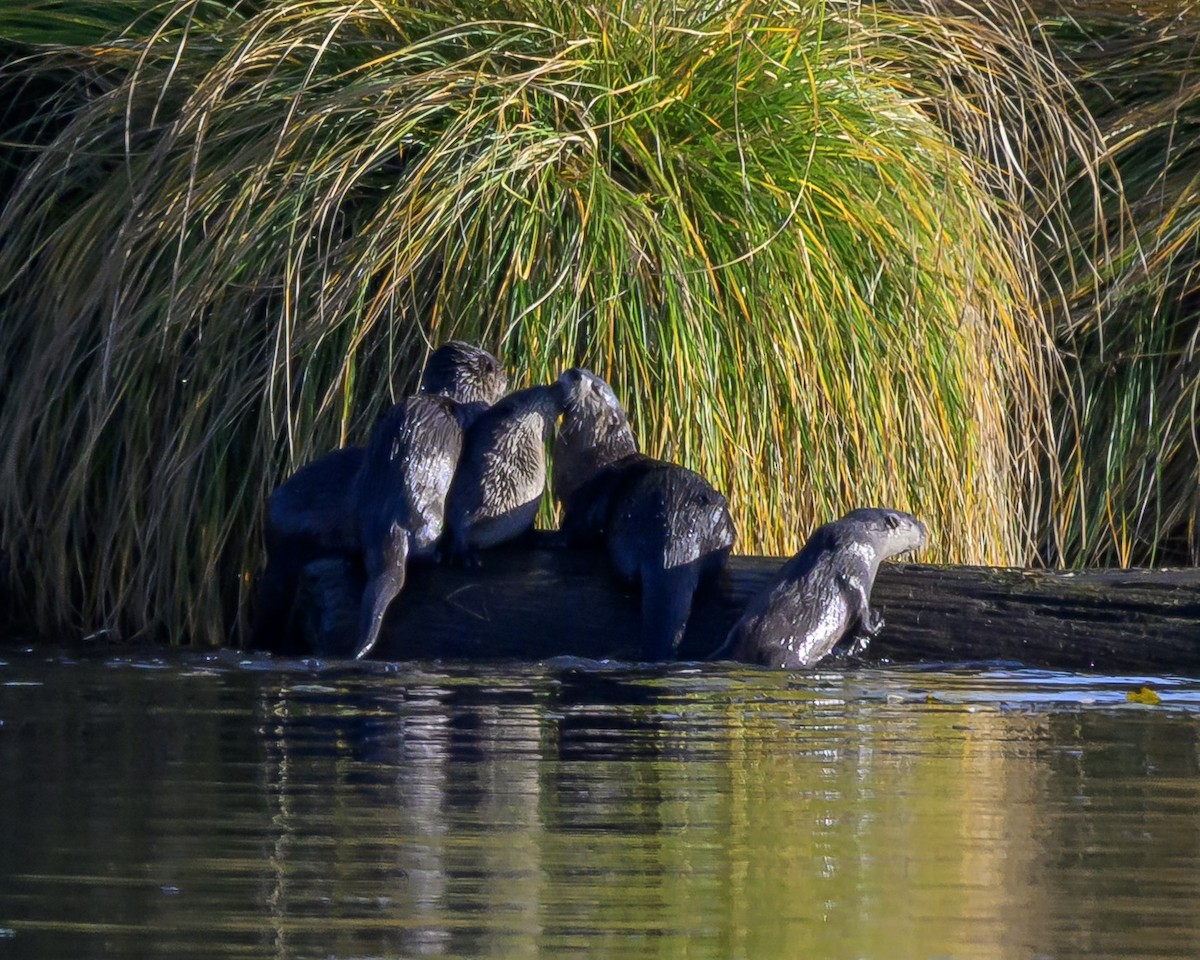 Western River Otter - ML646680325