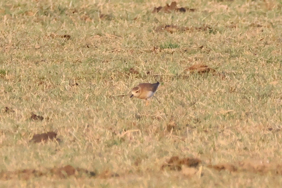 オオチドリ - ML646680326