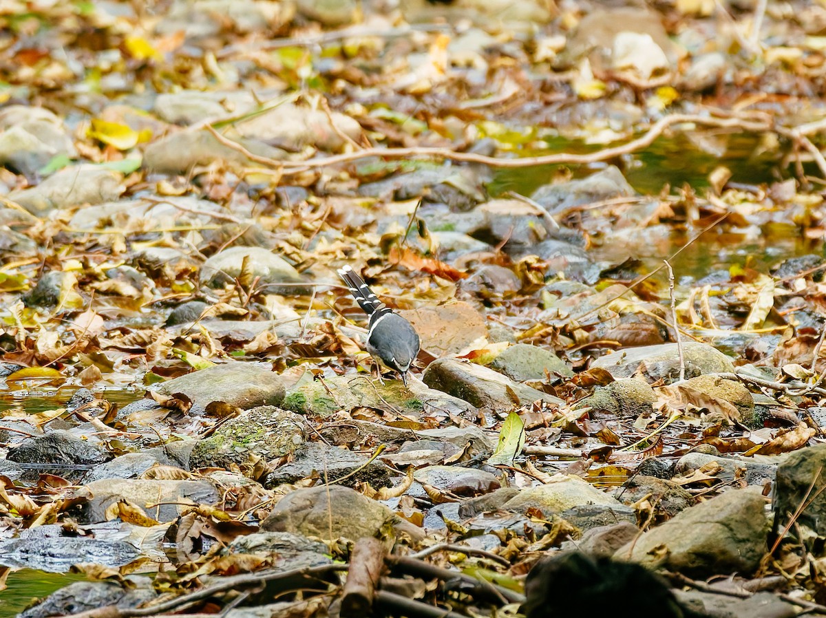 Graurücken-Scherenschwanz - ML646680327