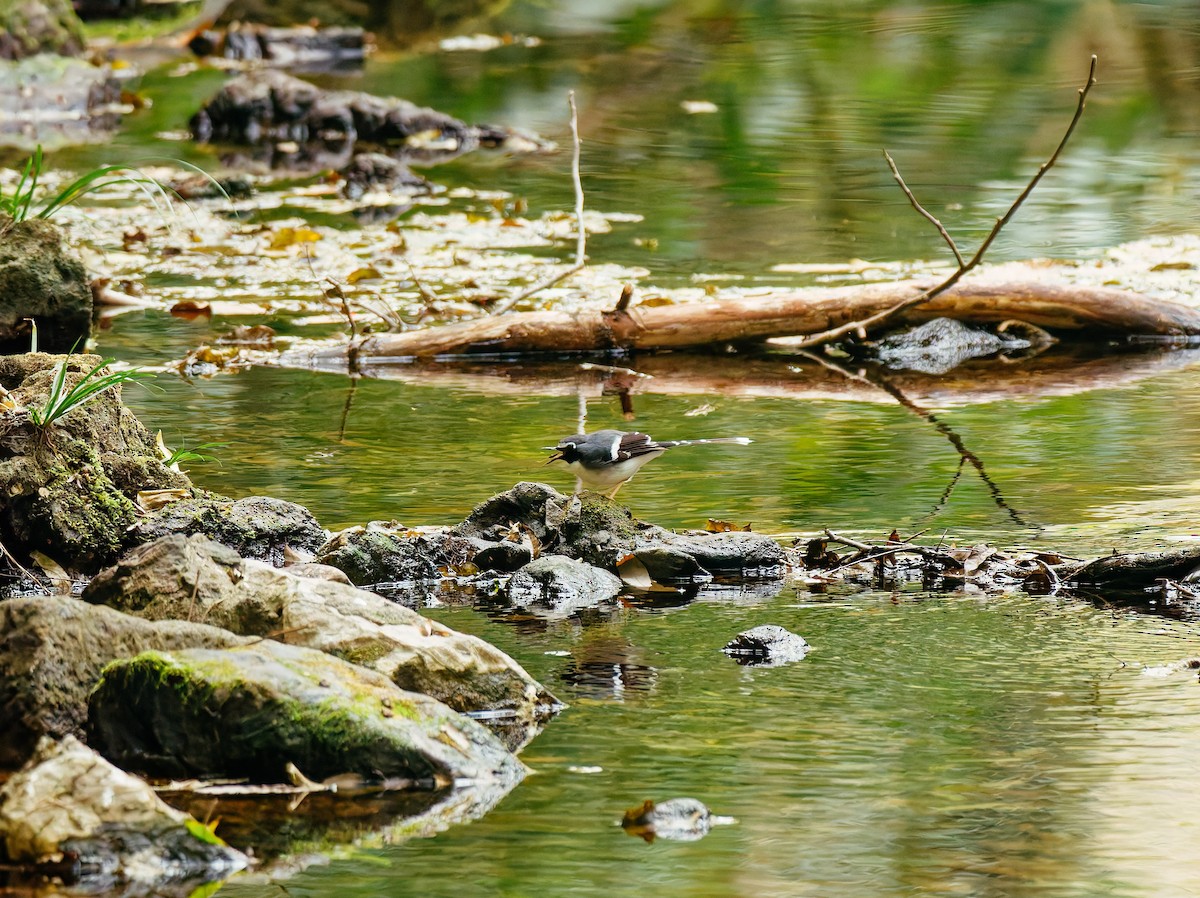 Graurücken-Scherenschwanz - ML646680328