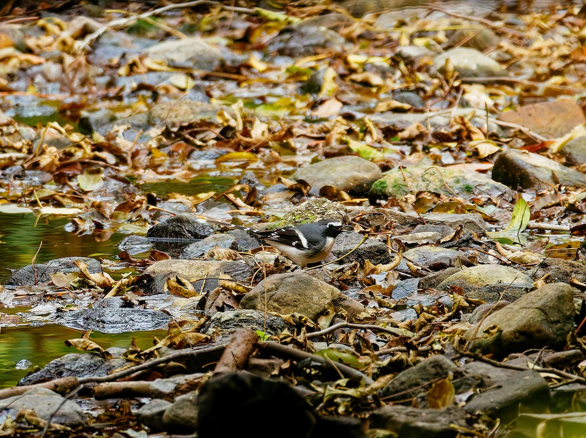 Graurücken-Scherenschwanz - ML646680329