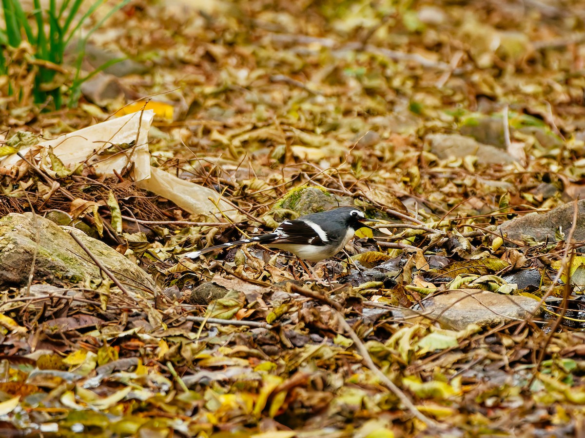 Graurücken-Scherenschwanz - ML646680330