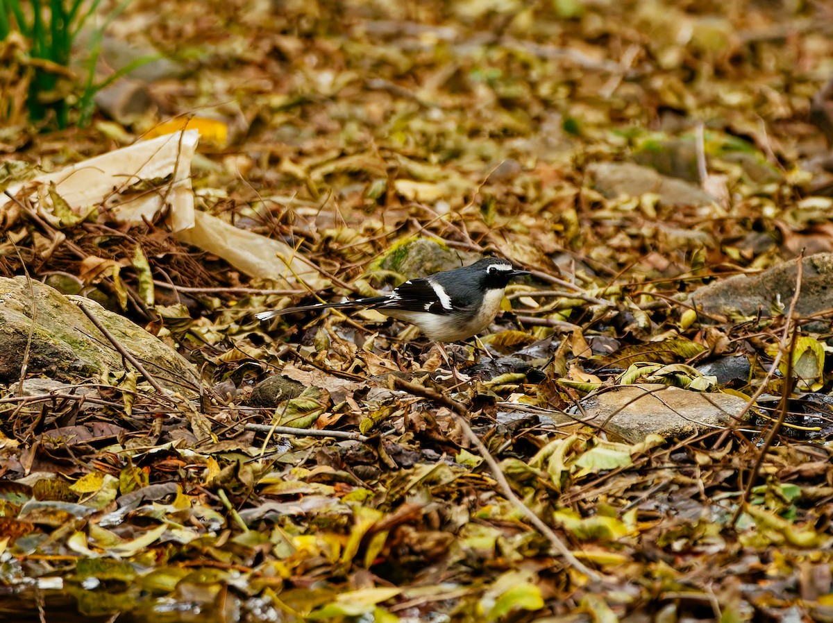 Graurücken-Scherenschwanz - ML646680331