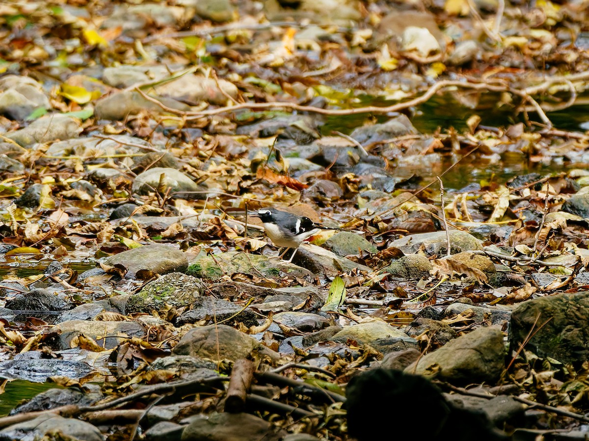 Graurücken-Scherenschwanz - ML646680332