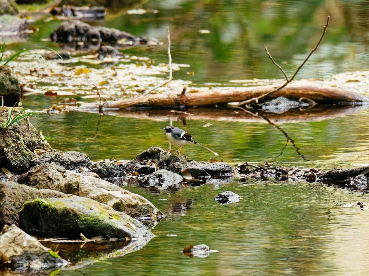 Graurücken-Scherenschwanz - ML646680333