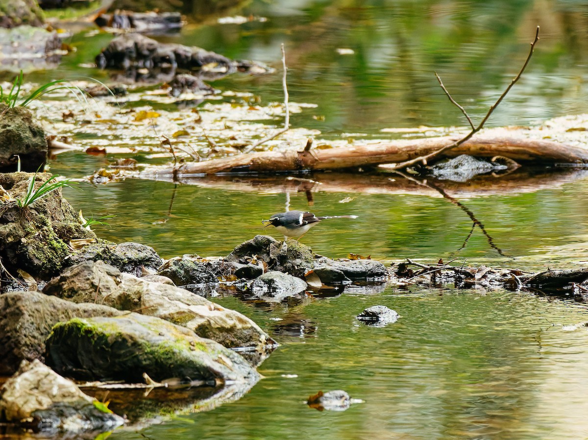 Graurücken-Scherenschwanz - ML646680334