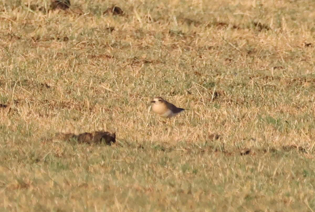 オオチドリ - ML646680335