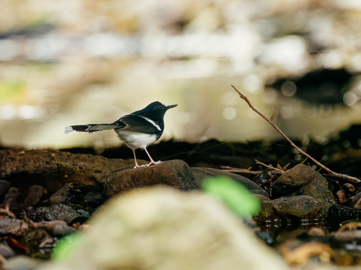 Weißscheitel-Scherenschwanz - ML646680336