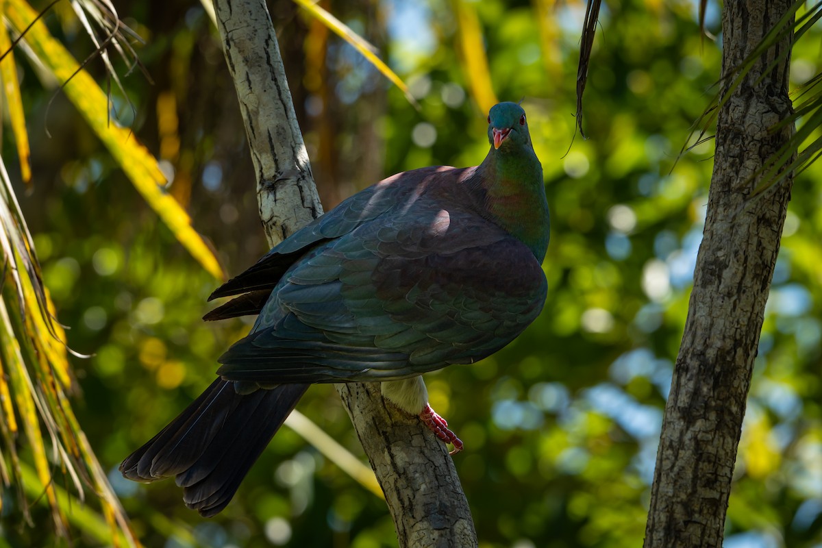 Yeni Zelanda Güvercini - ML646680339