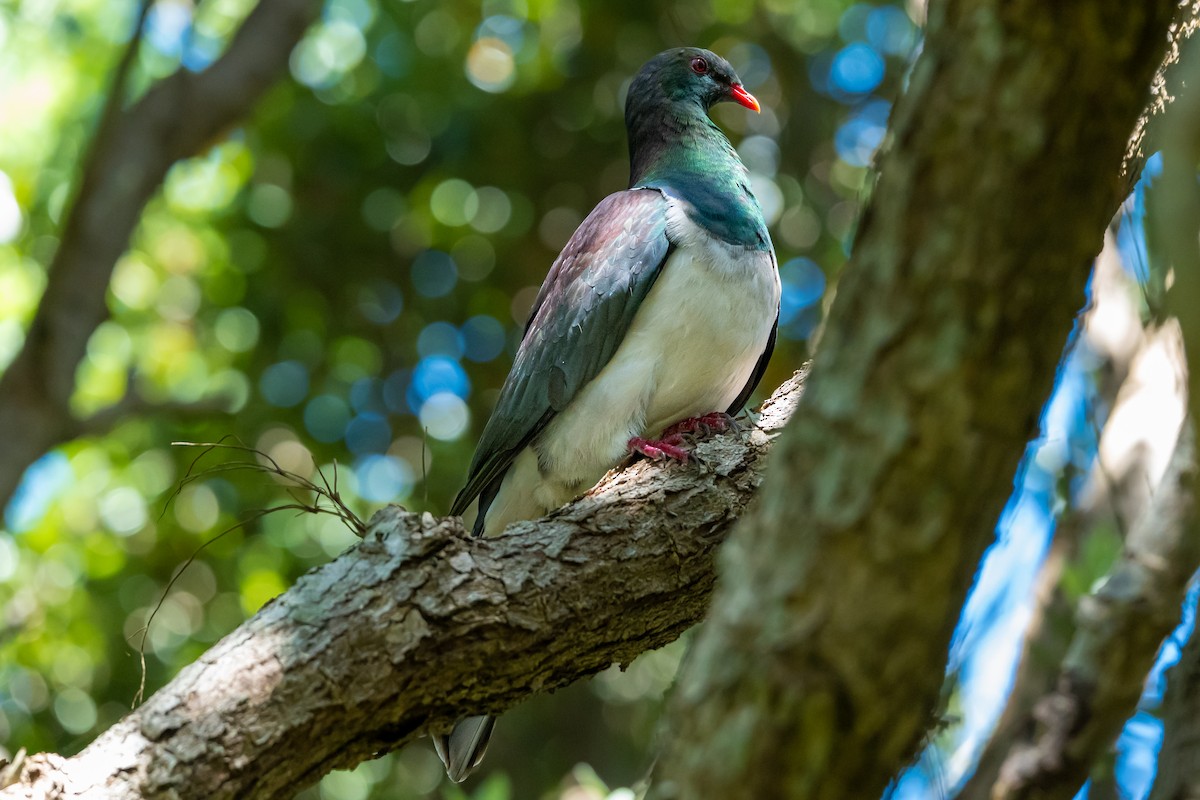 Yeni Zelanda Güvercini - ML646680340