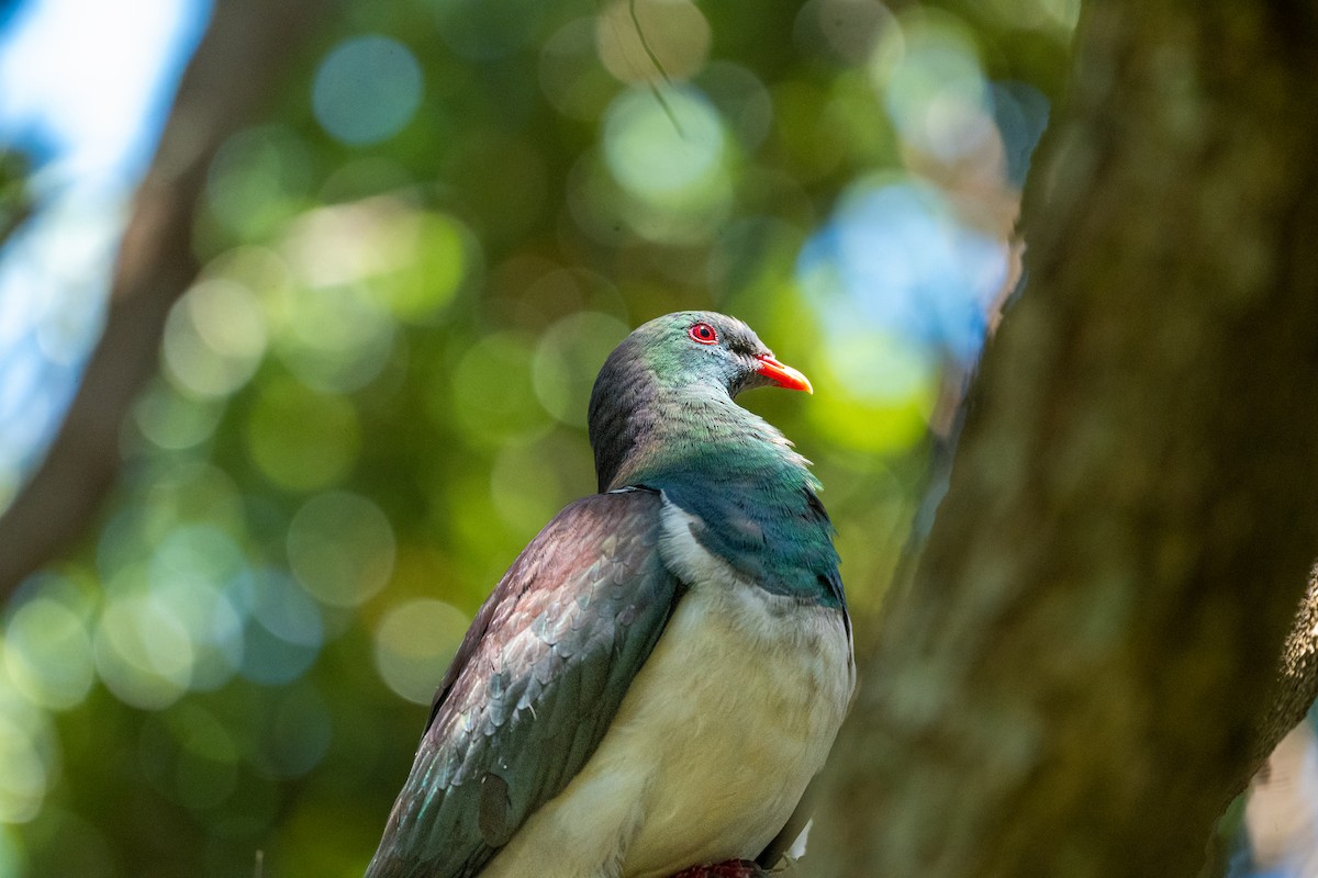 Yeni Zelanda Güvercini - ML646680341