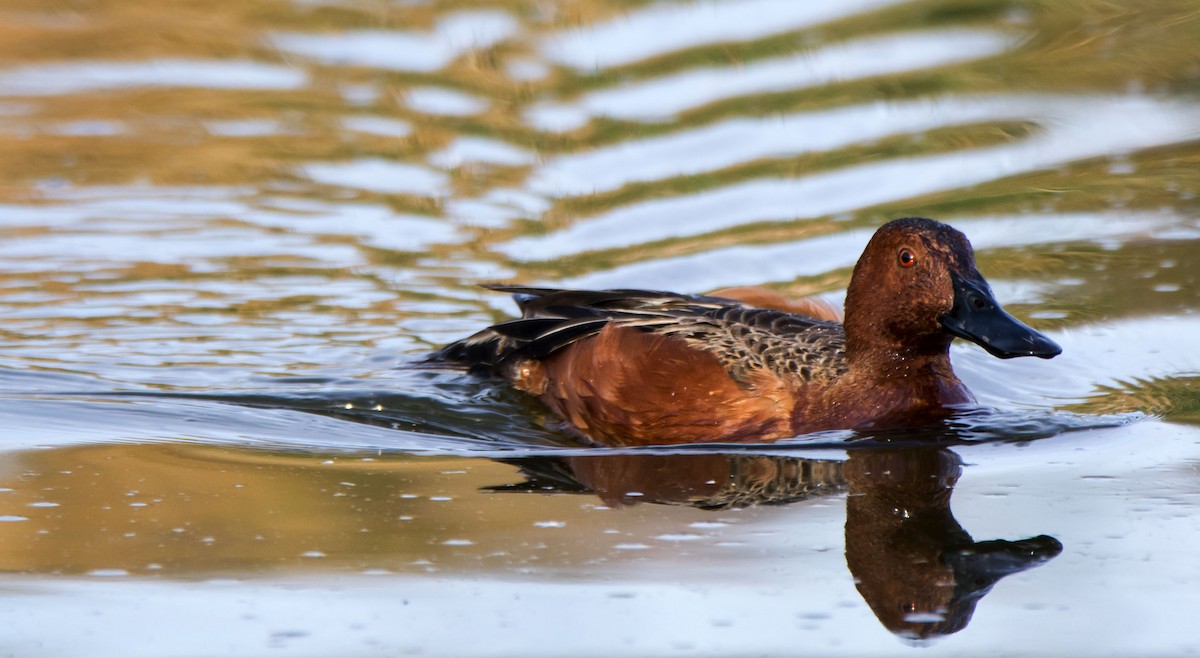 Zertzeta kanelakara - ML646680342