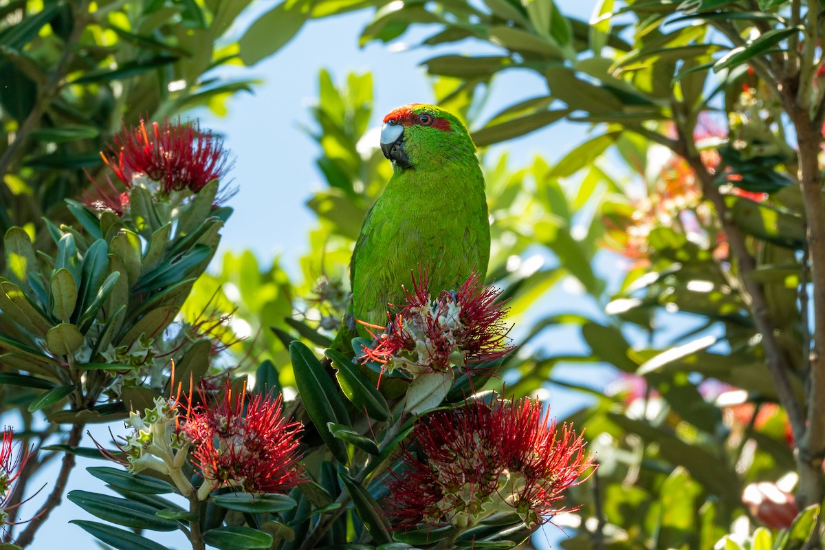 Краснолобый какарики - ML646680344