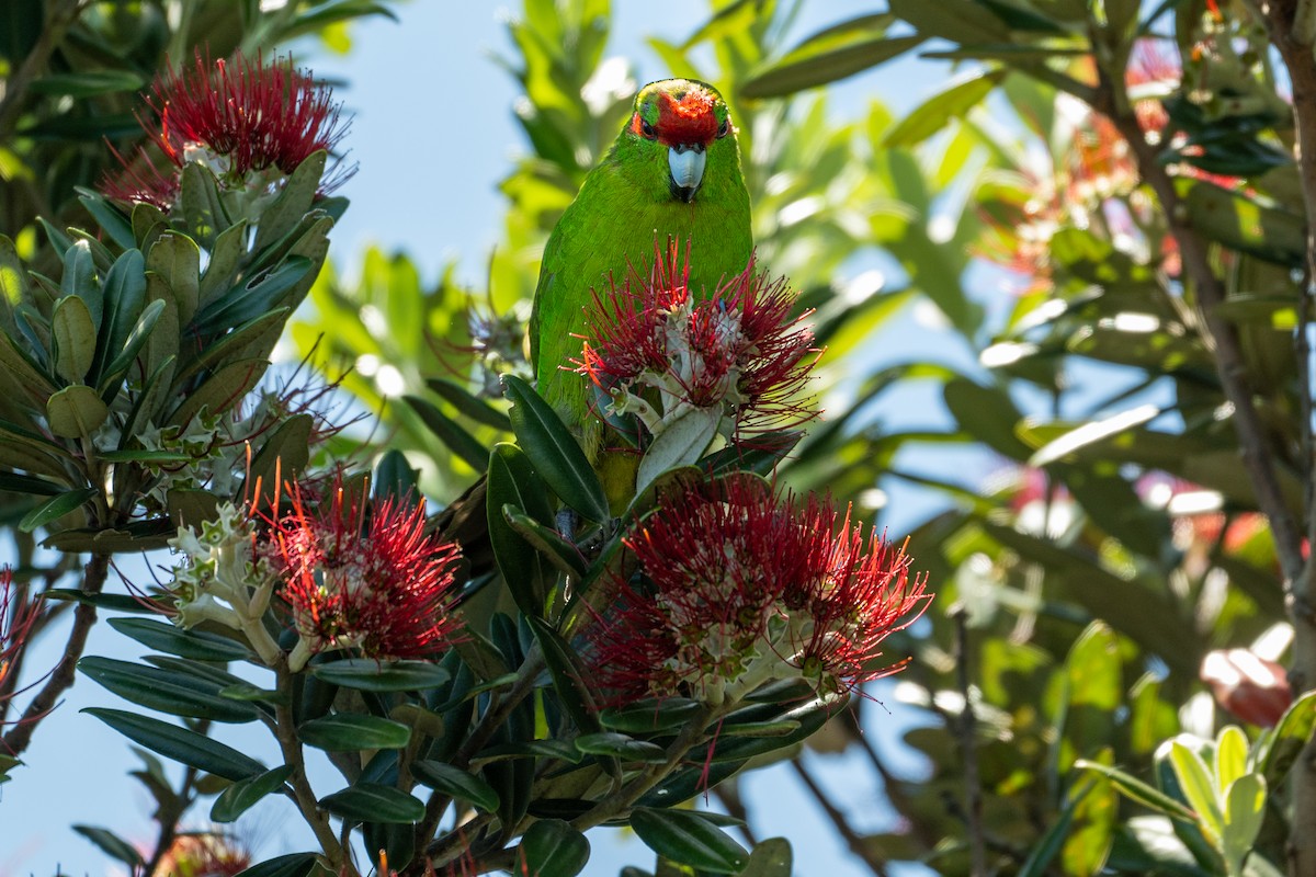 Краснолобый какарики - ML646680345