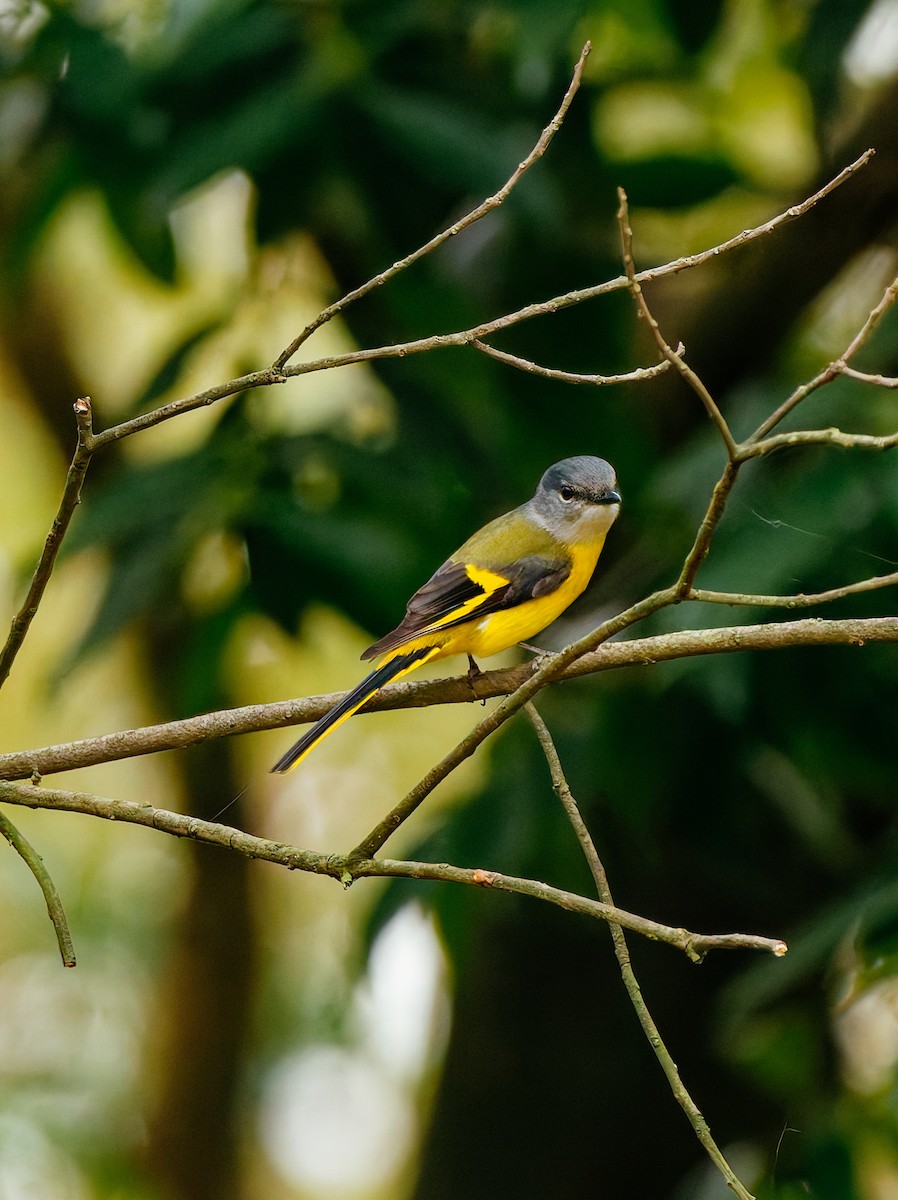 Graukehl-Mennigvogel - ML646680347