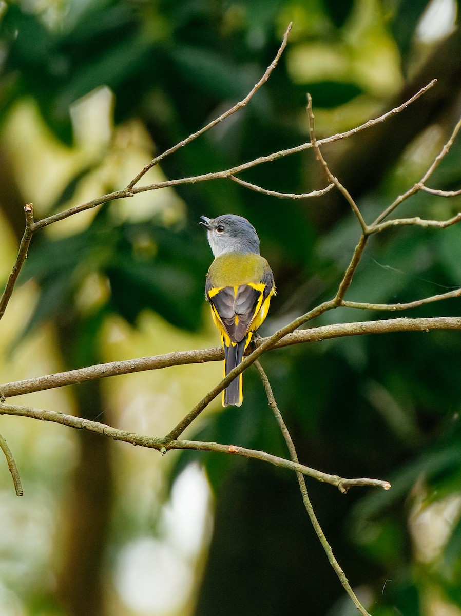 Graukehl-Mennigvogel - ML646680348