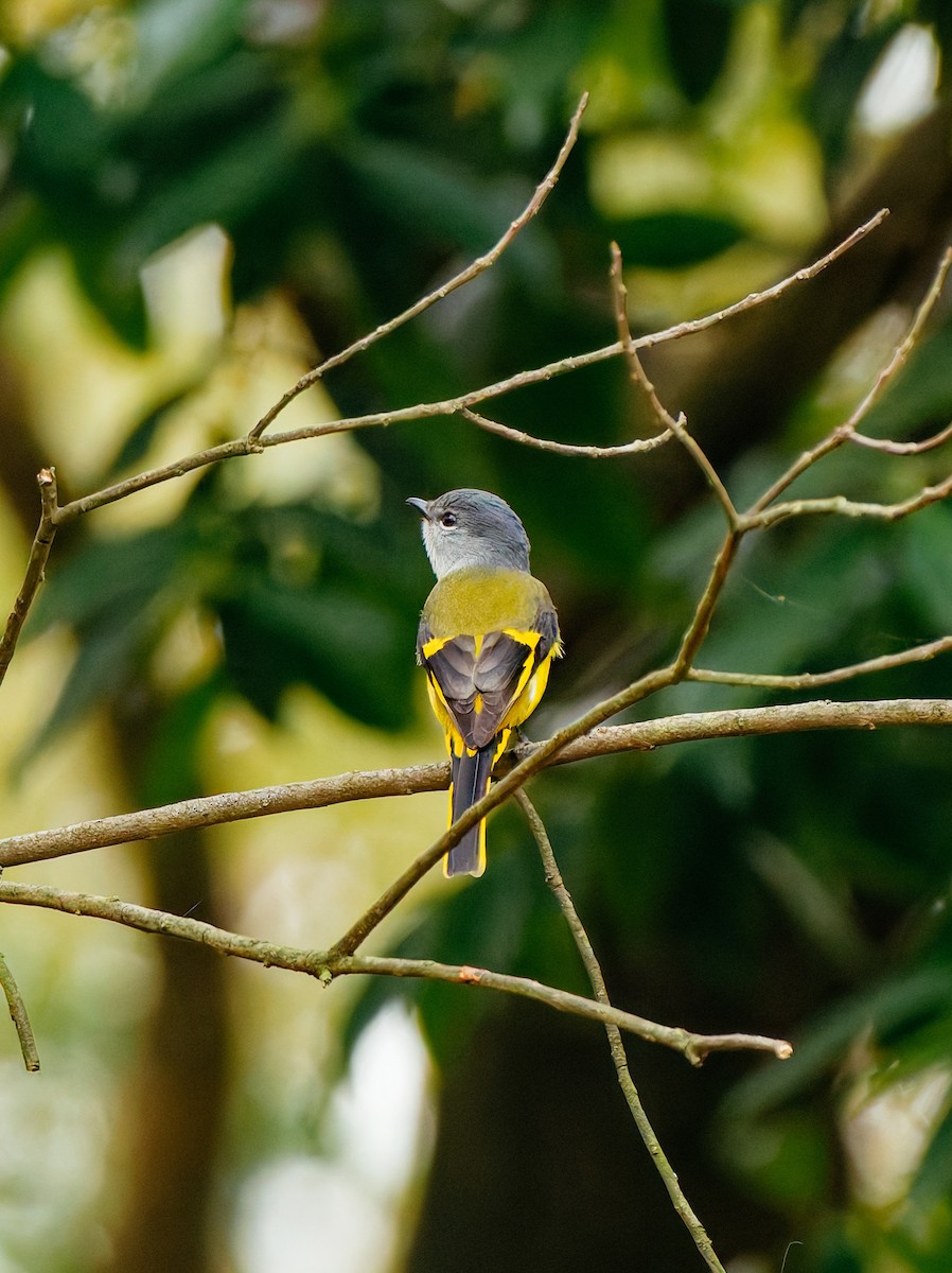 Graukehl-Mennigvogel - ML646680349