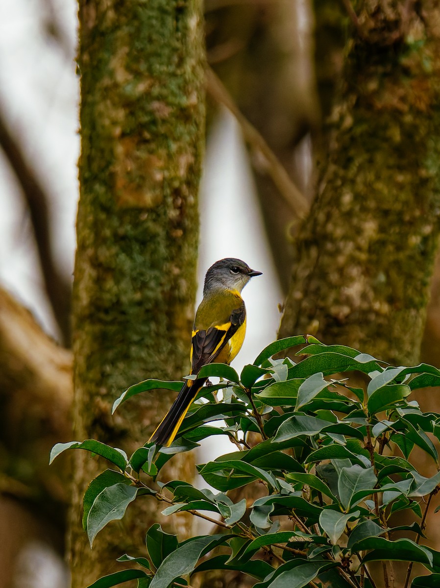 Graukehl-Mennigvogel - ML646680350