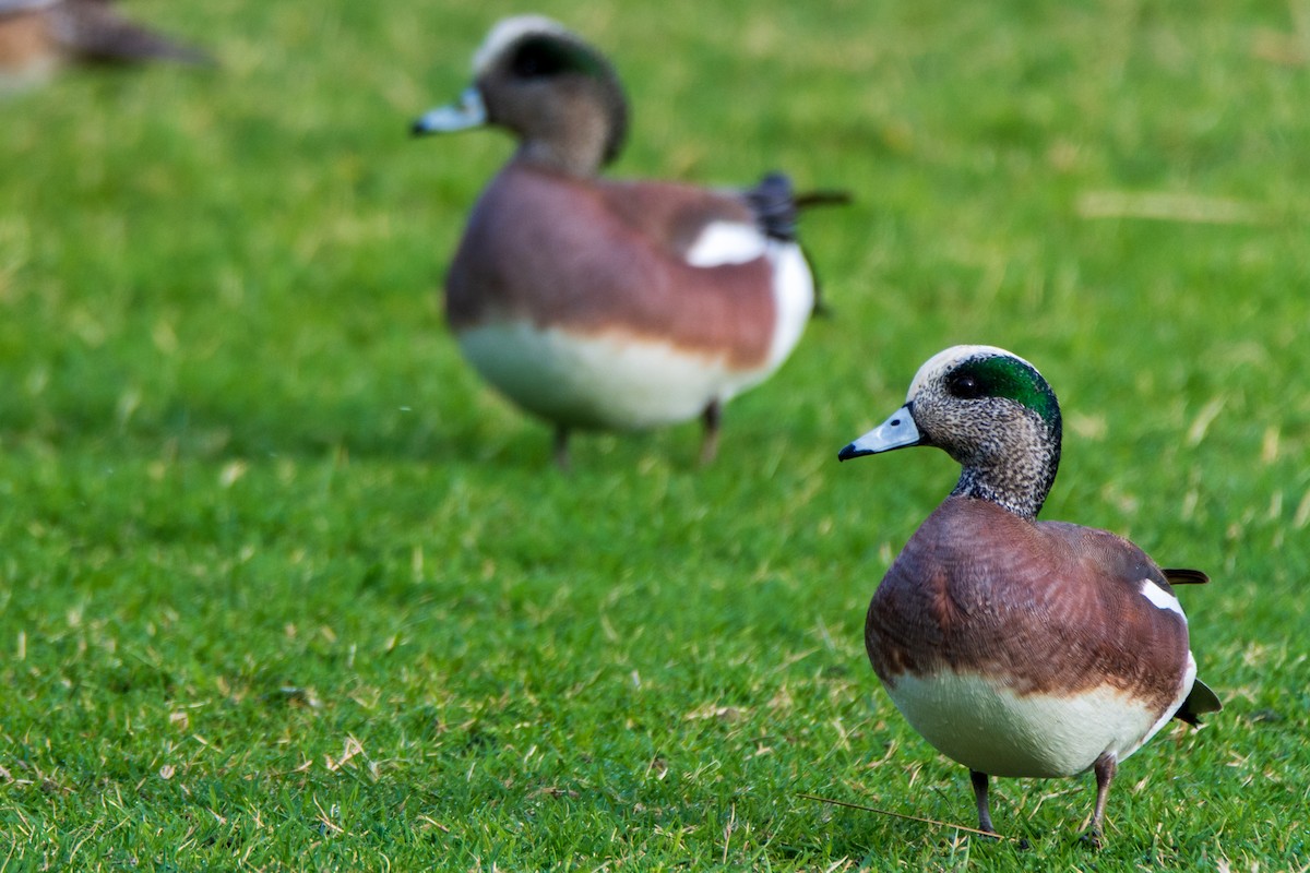 hvízdák americký - ML646680363