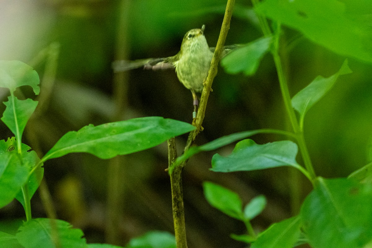 Зелёный стрелок - ML646680364